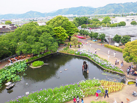 花菖蒲観賞会